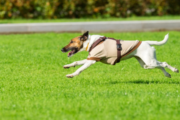 running dog on grass