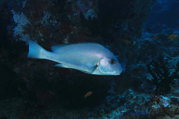 Fototapeta premium Goldspotted sweetlips fish