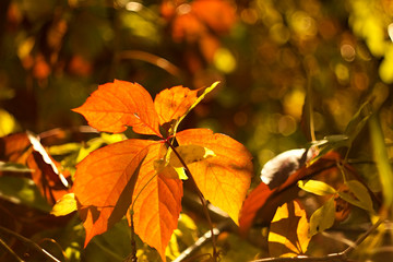 Colorful colors of autumn, colorful leaves of trees in the background.
