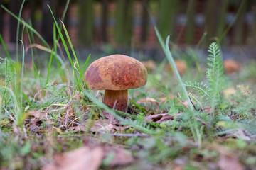 mushroom in the garden - treasure, fall, toadstool
