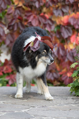 Fototapeta premium Australian Shepherd im Herbst