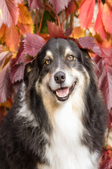Australian Shepherd im Herbst