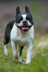 Boston Terrier