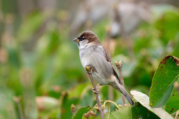 Sparrow sitting on a branch of lilac