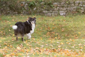 Australian Shepherd im Herbst