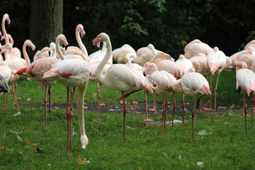 Fototapeta na wymiar greater flamingo (Phoenicopterus roseus)