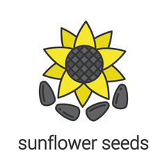 Sunflower seeds color icon