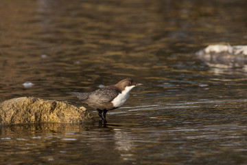 White-throated dipper