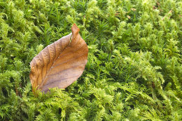 Leaf on the moss