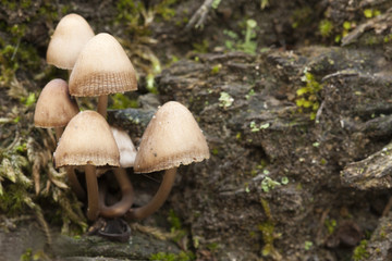 Wood mushroom