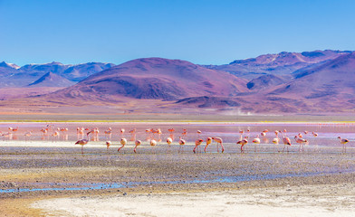 View on laguna Colorada with flaminfos in the Andes of Bolivia