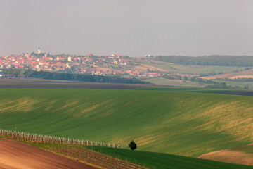 Vineyards and agricultural fields near a small town Vrbice in South Moravia, Czech Republic, Europe