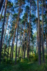 Pine forest