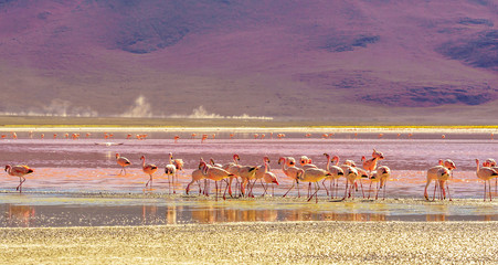 View on laguna Colorada with flaminfos in the Andes of Bolivia © streetflash