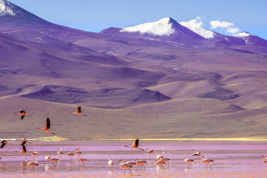 View on laguna Colorada with flaminfos in the Andes of Bolivia