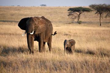 Fototapeta premium Mom Elephant and her little one at Seregenti, Tanzania