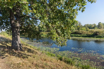Fototapeta na wymiar Oak on the shore of the lake