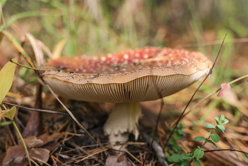 Old fly agaric on autumn forest