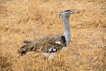 kori bustard the largest flying bird native to Africa at Ngorongoro crater, Tanzania