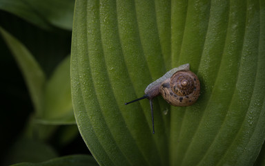 Snail sitting on a Hosta leaf