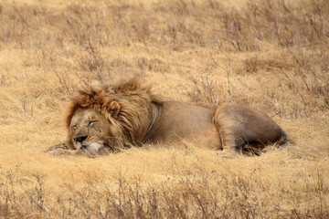 Male Lion sleeping at Ngorongoro crater, Tanzania