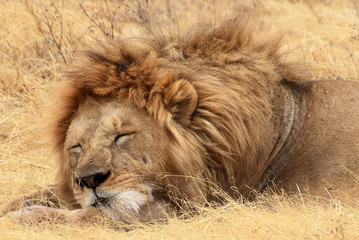 Male Lion resting at Ngorongoro crater, Tanzania