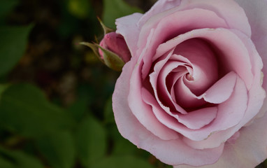 Dark pink rose about to blow