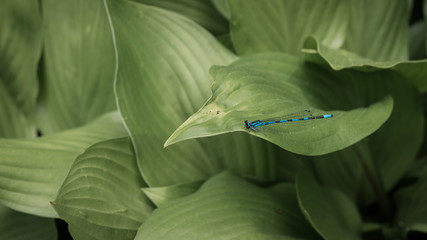 Damselfly sitting on a hosta leaf