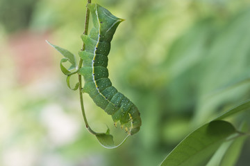  Moth caterpillar hanging upside down