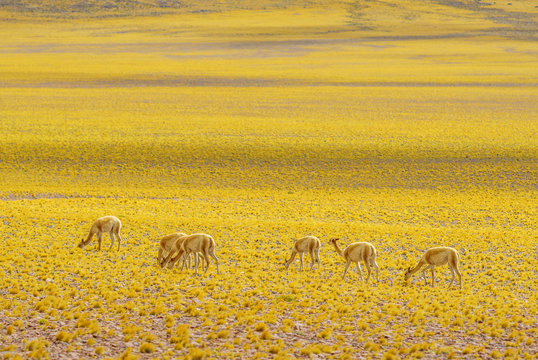 View of Vicuna in the Altiplano landscape of Chile by San pedro de Atacama