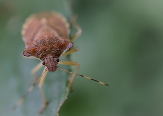Closeup of stink bug