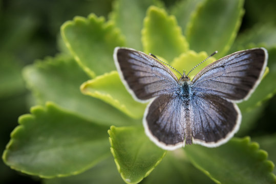Female holly blue butterfly spreading its wings