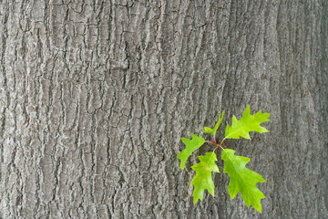 Green oak leaves against a background of oak bark. Spring in an oak grove. Copy space.