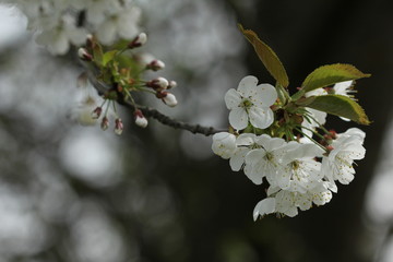 apple blossom