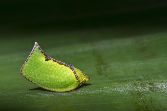 Image of Green Planthopper (Siphanta acuta) on green leaves. Insect. Animal