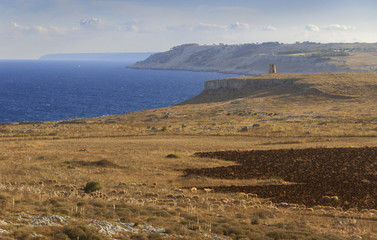 The most beautiful coasts of Italy:Salento seascape (Apulia). The Otranto-Santa Maria di Leuca Coast and Tricase Woods regional nature park: in the background Sant 'Emiliano tower and flock of sheep.