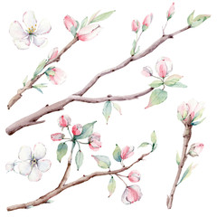 hand drawn apple tree branches and flowers, blooming tree.