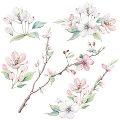 hand drawn apple tree branches and flowers, blooming tree. - 175826394