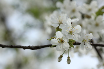 Obraz premium apple blossom