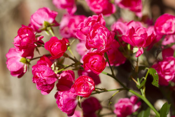 Rosenblüten im Garten