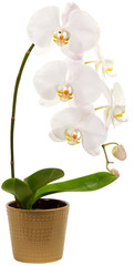 orchidée blanche, fond blanc