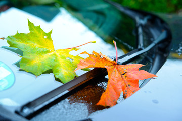 autumn leaves on windshield