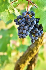 Vineyards at sunset in autumn harvest. Ripe grapes.Wine Region, Southern Moravia - Czech Republic. Vineyard under Palava.