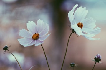 White tender flowers