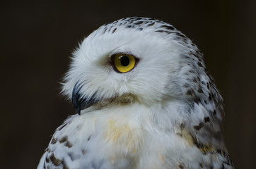 The owl has yellow eyes and a white torso with brown spots.