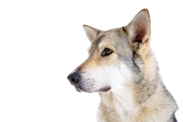 wolfhound