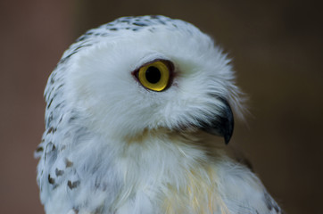 The owl has yellow eyes and a white body with brown spots and open mouth for food.