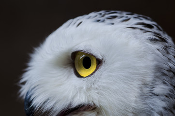 Obraz premium The owl has yellow eyes and a white body with brown spots and open mouth for food.