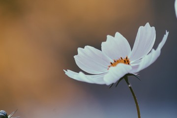White tender flowers