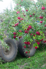 Harvesting of apples in the orchard. Trees with ripe apples and a tractor. Rustic style, selective focus.